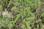 Lemon beebalm